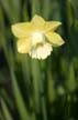 Garden Flowers, Canada Stock Photographs