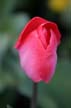 Tulips, Canada Stock Photographs