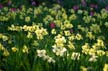 Garden Flowers, Canada Stock Photographs