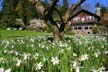 Springtime, Stanley Park