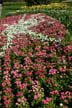 Garden Flowers, Canada Stock Photographs