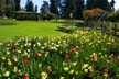 Rose Garden Flowers, Canada Stock Photographs