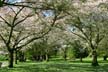 Springtime, Stanley Park