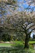 Springtime, Stanley Park