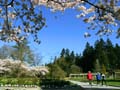 Springtime, Stanley Park