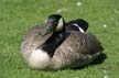 Canadian Goose, Stanley Park