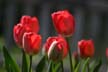 Tulips, Canada Stock Photographs