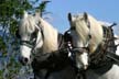 Horse-Drawn Tours, Stanley Park