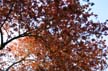 Trees, Canada Stock Photographs