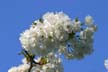 Spring Blossoms, Vancouver Gardens