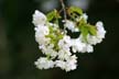 Spring Blossoms, Vancouver Gardens