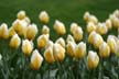 Tulips, Canada Stock Photographs