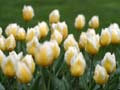 Flowers, Canada Stock Photographs