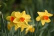 Flowers, Canada Stock Photographs