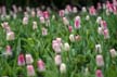 Tulips, Canada Stock Photographs