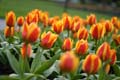 Tulips, Canada Stock Photographs