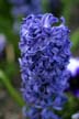 Flowers, Canada Gardens