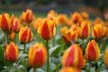 Tulips, Canada Stock Photos