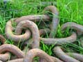 Old Chain, Jerico Park