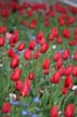 Tulips, Vancouver Gardens