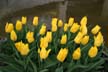 Tulips, Vancouver Gardens