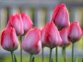 Tulips, Canada Stock Photographs