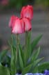 Tulips, Vancouver Gardens