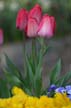 Tulips, Canada Stock Photographs