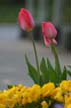 Tulips, Vancouver Gardens