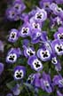 Flowers, Canada Gardens