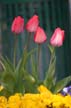 Tulips, Canada Stock Photographs