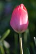 Tulips, Vancouver Gardens