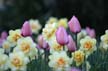 Flowers, Canada Gardens