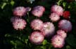 Flowers, Canada Stock Photographs