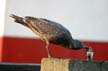 Seagull, Canada Stock Photographs