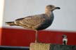 Seagull, Canada Stock Photos