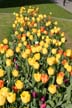 Tulips, Vancouver Gardens