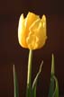 Tulips, Canada Stock Photographs