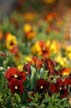 Flowers, Canada Stock Photographs