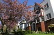 Spring Blossoms, West End Downtown