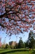 Spring Blossoms, West End Downtown