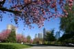 Spring Blossoms, West End Downtown