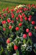 Tulips, Vancouver Gardens