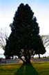 Tree, Canada Stock Photographs