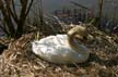 Baby Swans, Stanley Park