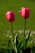 Tulips, Stanley Park