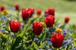 Tulips, Vancouver Gardens