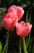 Tulips, Vancouver Gardens