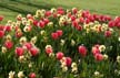 Tulips, Stanley Park