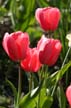 Tulips, Stanley Park